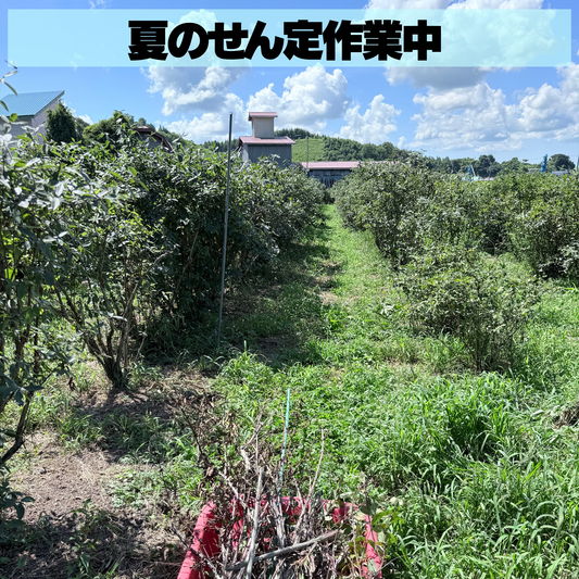 夏の剪定で秋冬に備える