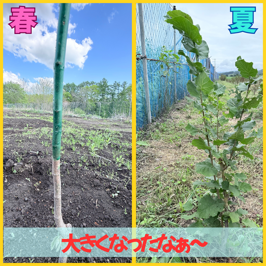 厚真町で育つヘーゼルナッツの物語