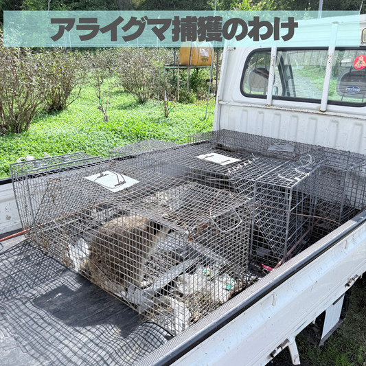 アライグマ捕獲のわけ