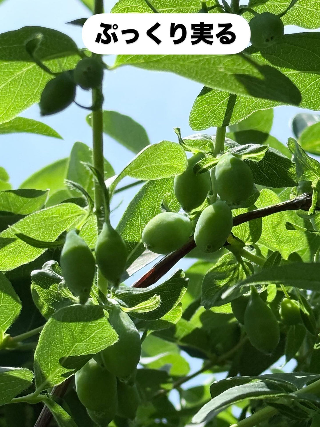 初夏の畑で色づき始めたハニーベリー☆ハスカップ
