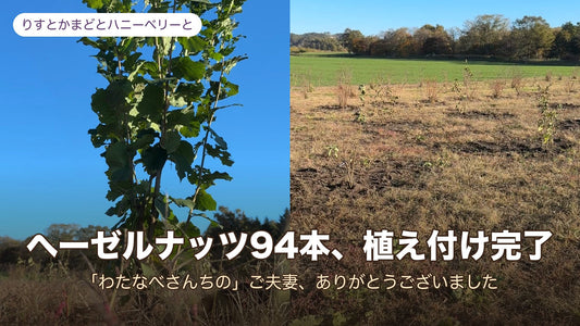 ヘーゼルナッツ94本、植え付け完了
