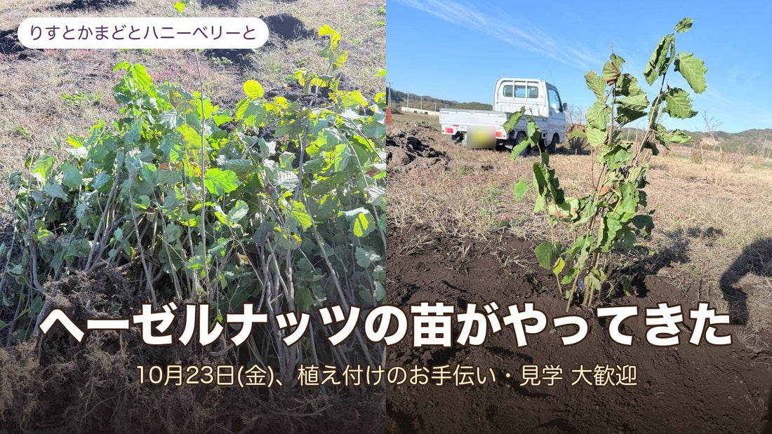ヘーゼルナッツの苗がやってきた