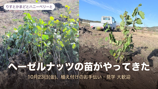 ヘーゼルナッツの苗がやってきた