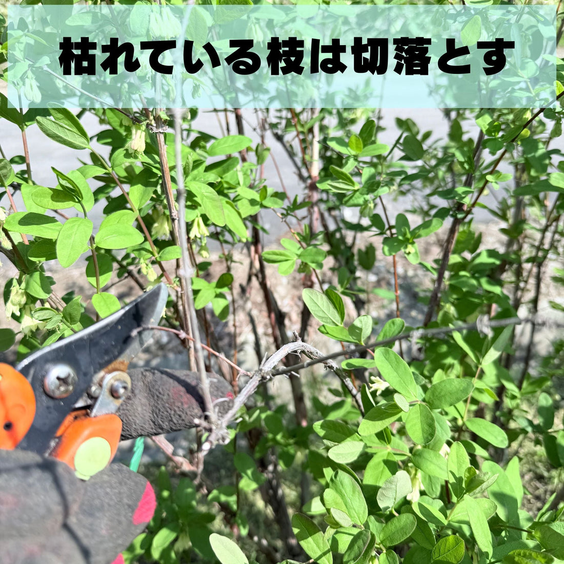 春の剪定が始まる