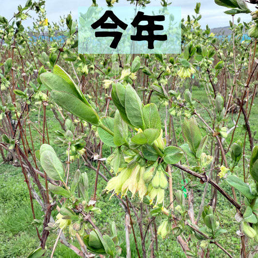 花の数が語る、ハニーベリーの“春”の物語