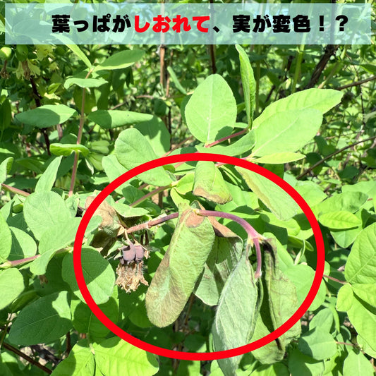 樹のささやきが教えてくれた“危険信号”