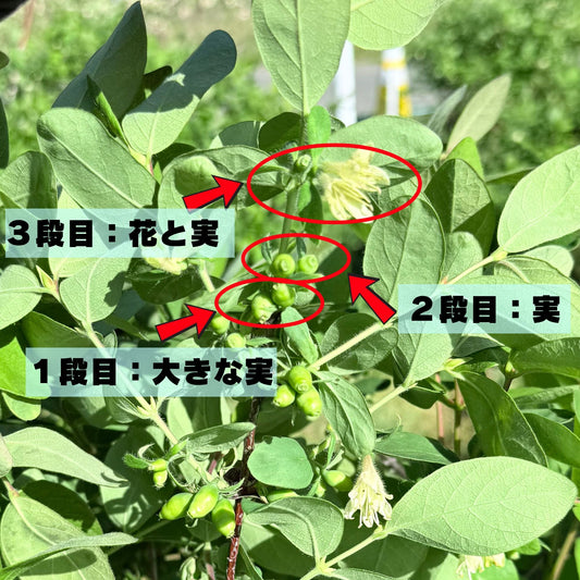 ハスカップ実の肥大期へ──追肥スタートで「はやく大きくなれ！」＆6月予約販売のお知らせ