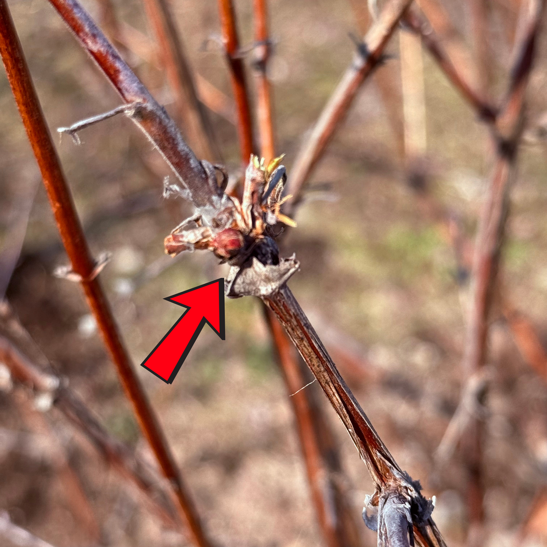 新芽が膨らんだ！？