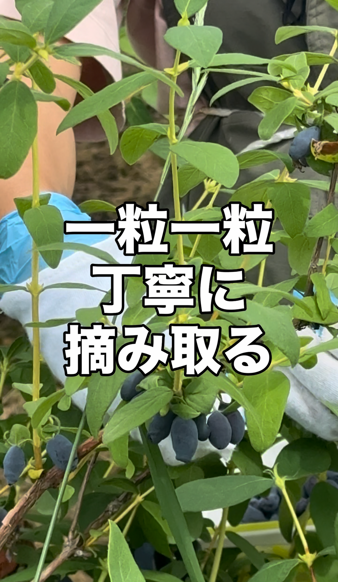 実りのお便り