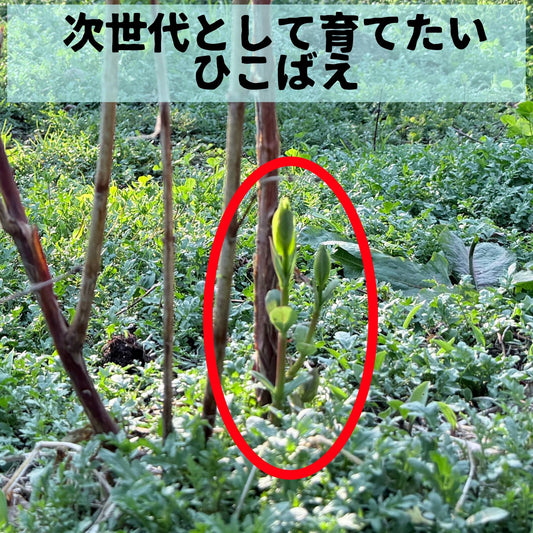 「うわぁっ、やっちまった！」——ハスカップ畑、草との静かな攻防