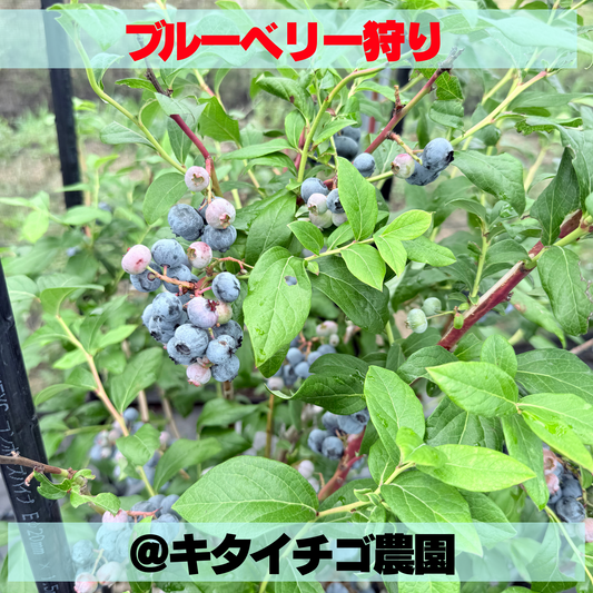 ブルーベリー狩りを堪能する
