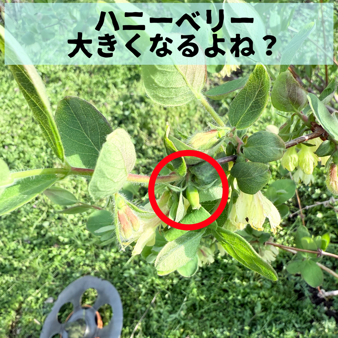 春の兆しと小さな希望──ハニーベリーとブルーベリーの成長観察記