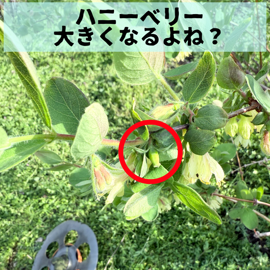 春の兆しと小さな希望──ハニーベリーとブルーベリーの成長観察記
