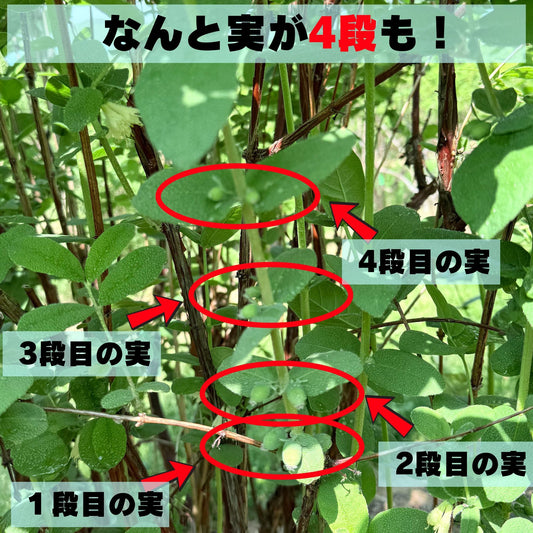 新芽が語る希望と四段果実
