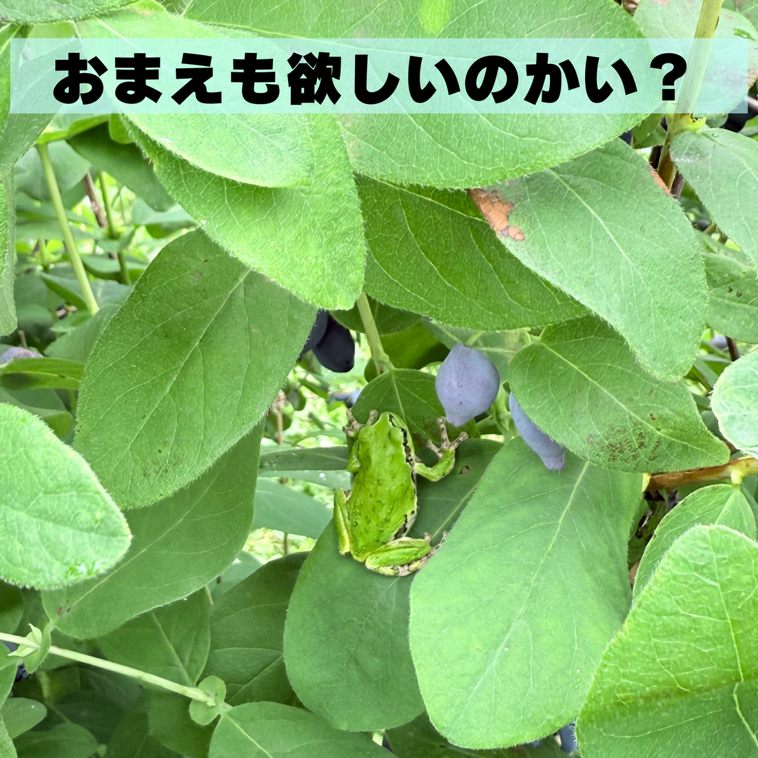 一粒に込めた、私たちの物語