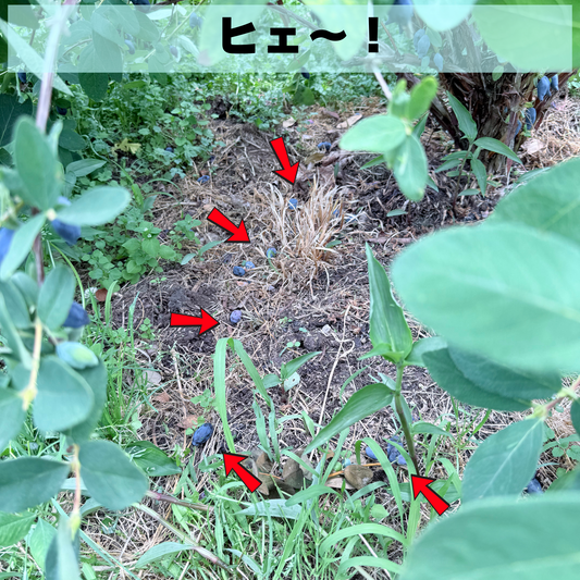 雨風前夜のドキドキ