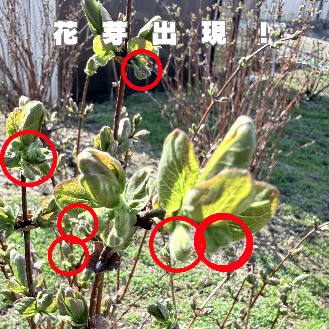 早すぎる春