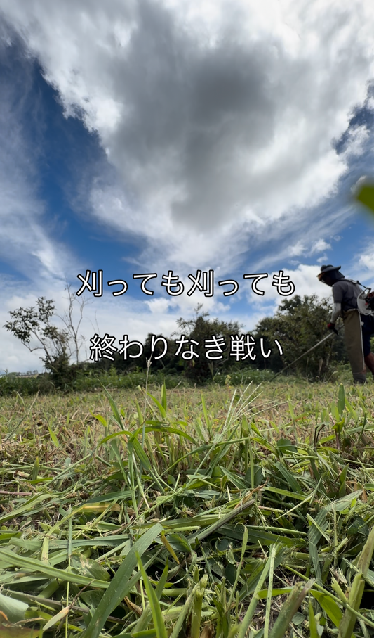 刈っても、刈っても