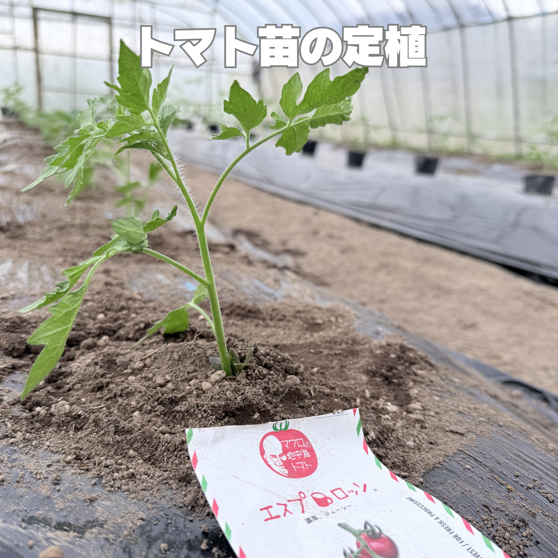 イタリアントマトの定植