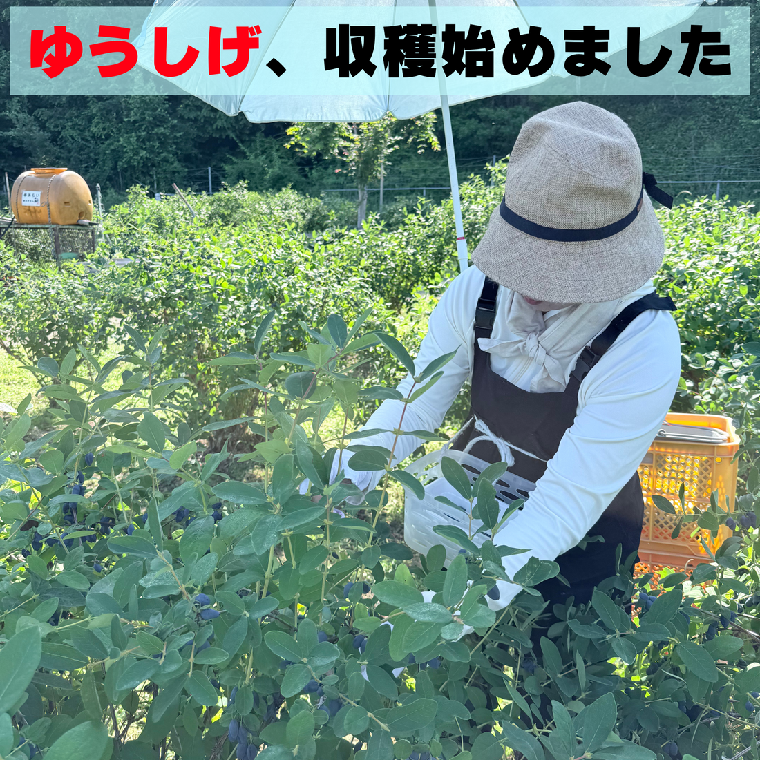 ゆうしげ初収穫