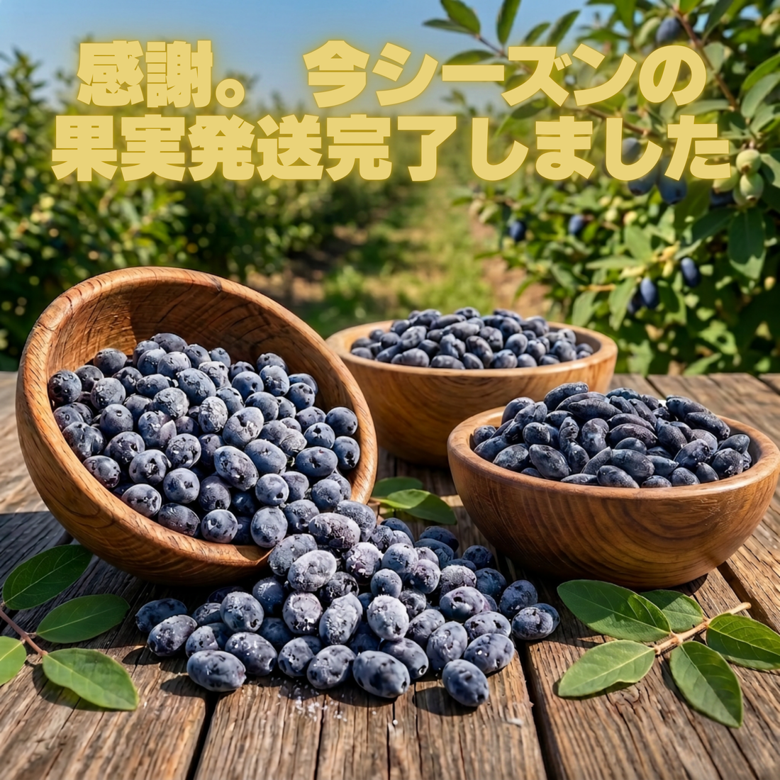 【今シーズンのハスカップ発送完了】