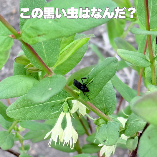 なんだこの黒い虫は？