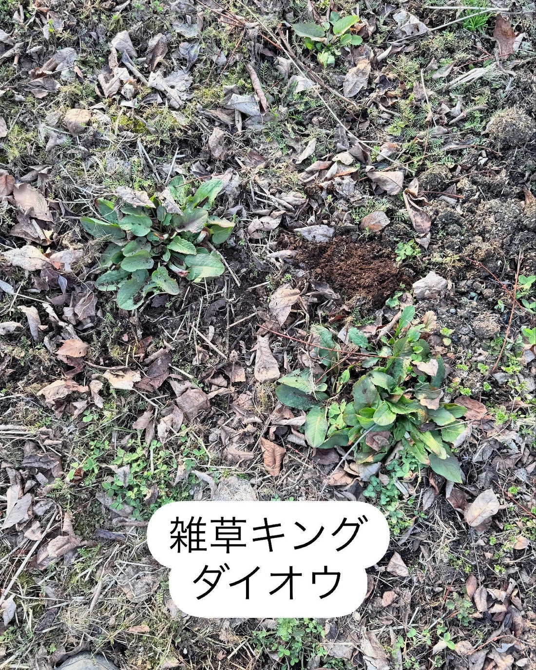 雑草キングとの知恵比べ。ハニーベリー畑の春の風物詩