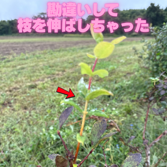 春が来たと勘違いしちゃった？