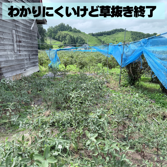 未来のハスカップを救え！