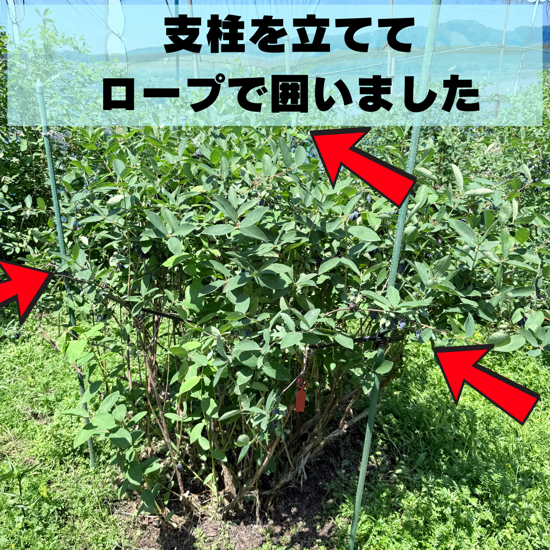 ゆうしげの“ぐにゃり”を救え！