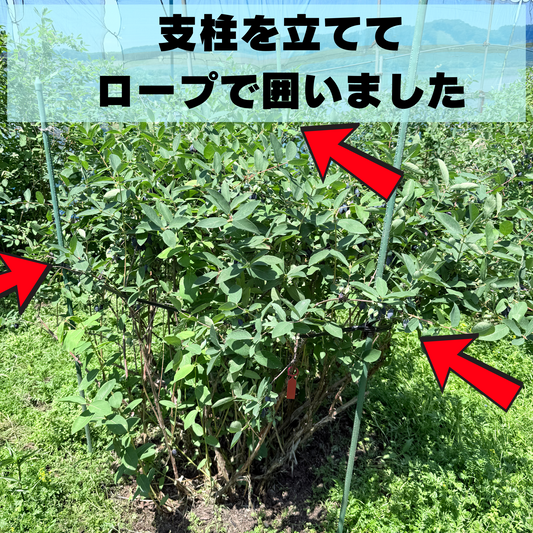 ゆうしげの“ぐにゃり”を救え！