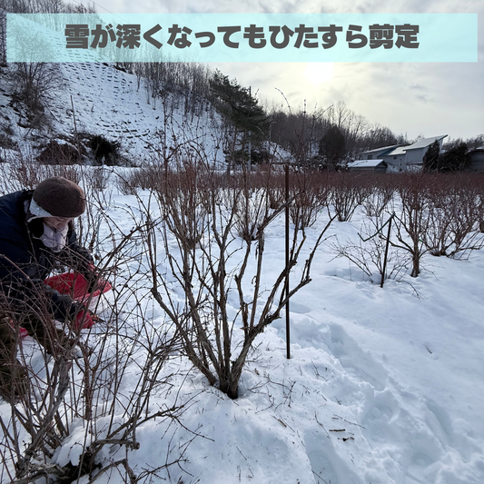 ひたすら剪定