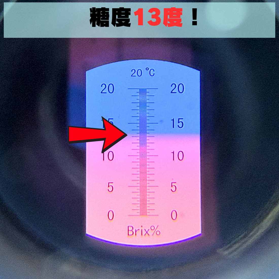 甘さ13度の衝撃