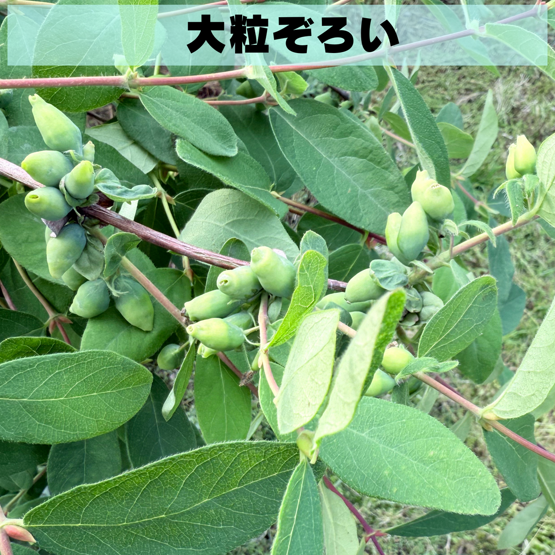 3cm超えの大粒ハニーベリー☆ハスカップが今まさに肥大期！