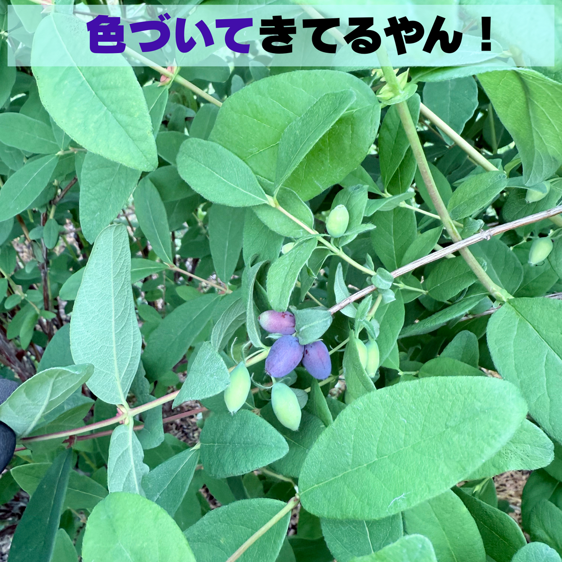 ハニーベリー☆ハスカップが紫に染まる瞬間へ