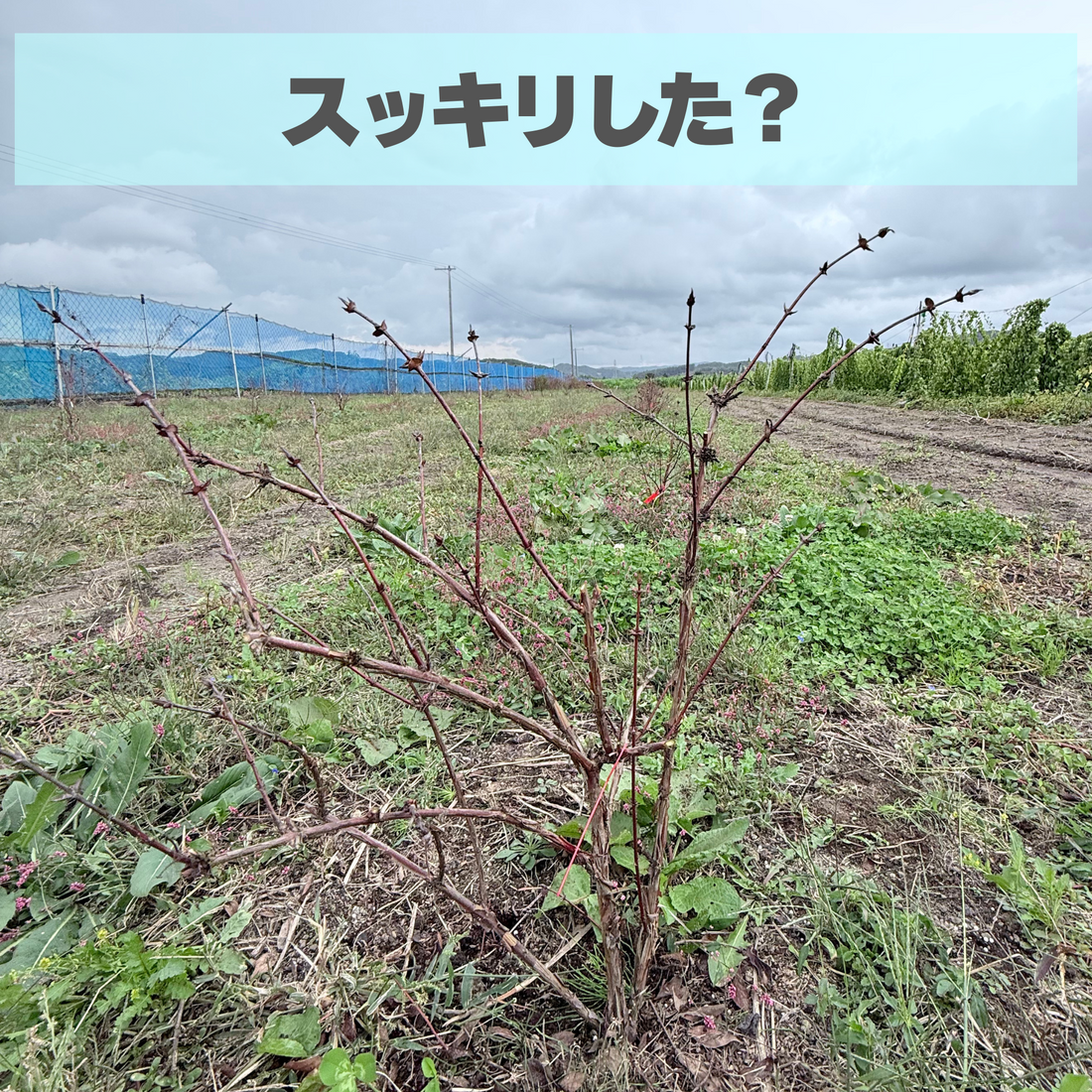 剪定シーズン25-26スタート！