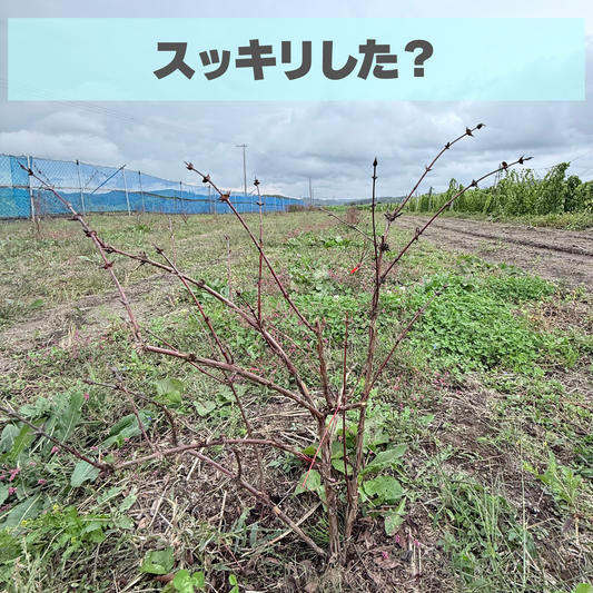 剪定シーズン25-26スタート！