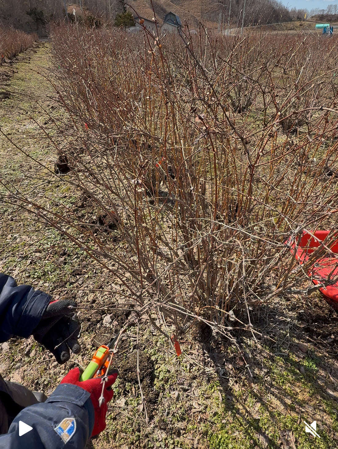 剪定をするシーン