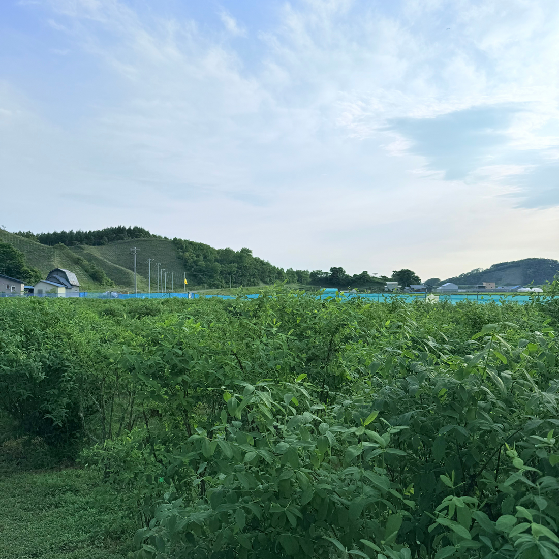 ドローンが捉えた初夏のハニーベリー畑