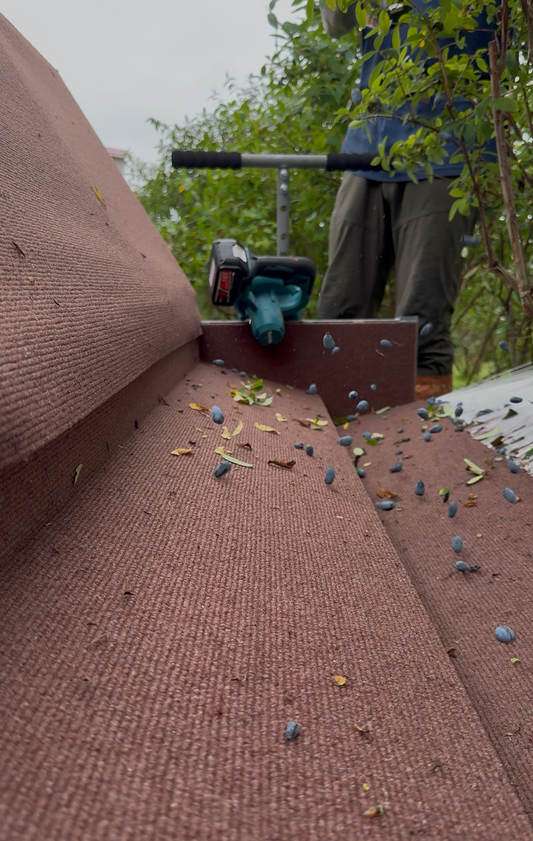ハスカップのお宝発見