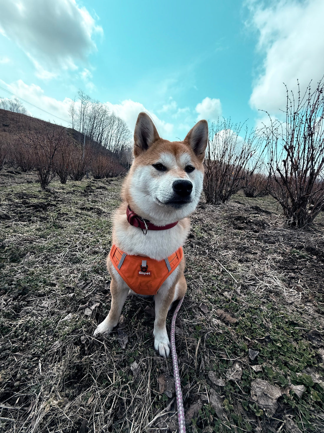 おかえり、おと！