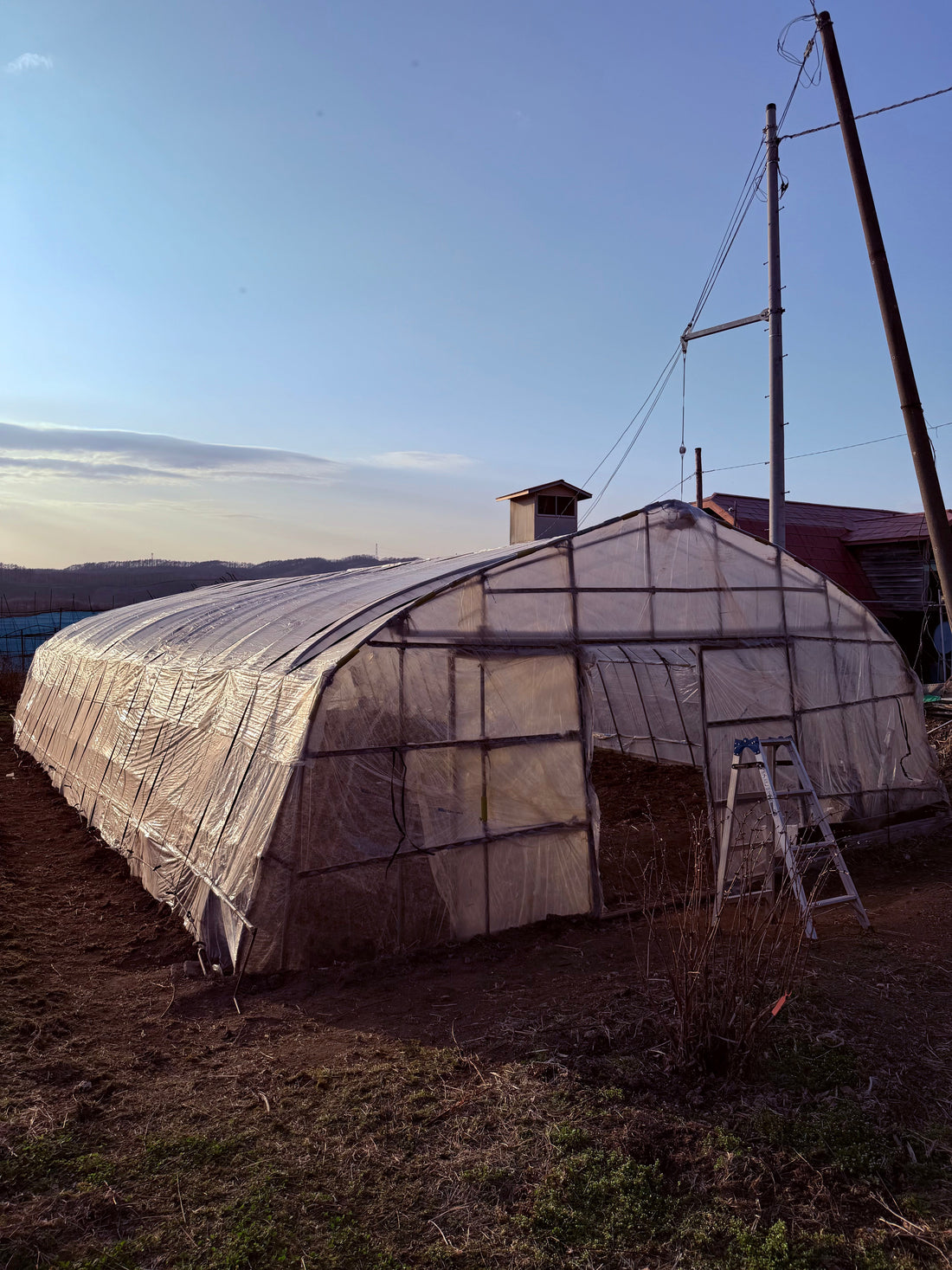【家庭菜園にもおすすめ】畑嶋ハスカップ農園の春支度～自家製トマトソースの美味しさを再発見～