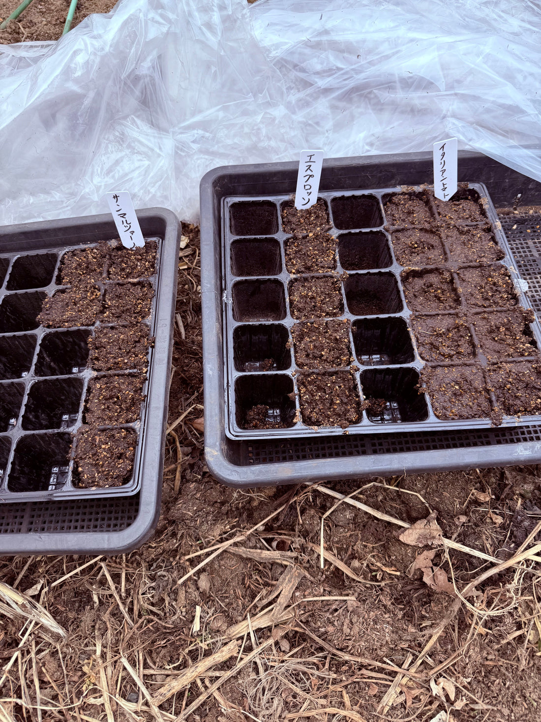 トマトの種まき、始めました！〜ビニールハウスでの育苗の工夫とは？〜