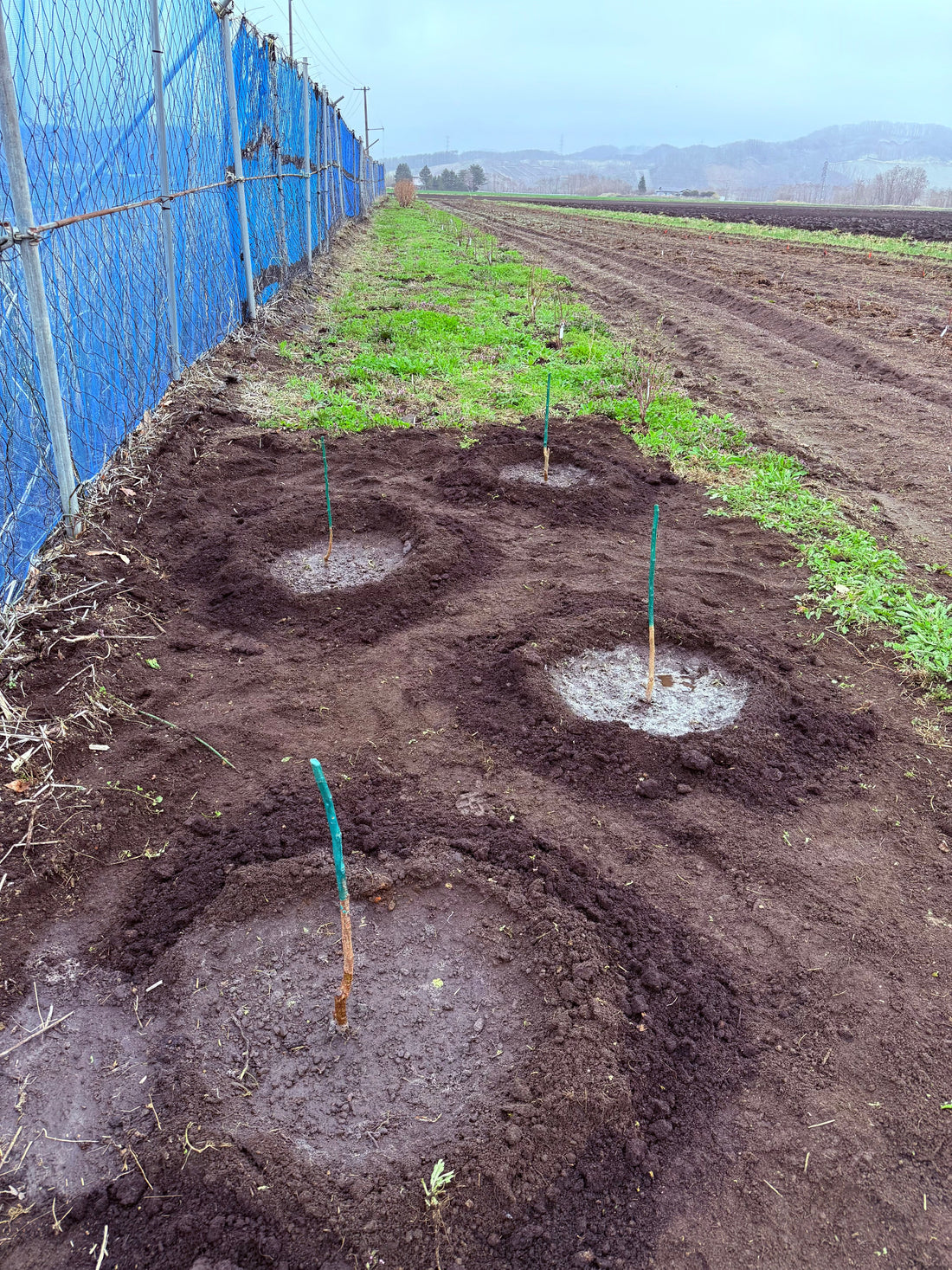 ヘーゼルナッツ栽培、再チャレンジの春 〜北海道・厚真町の畑から〜