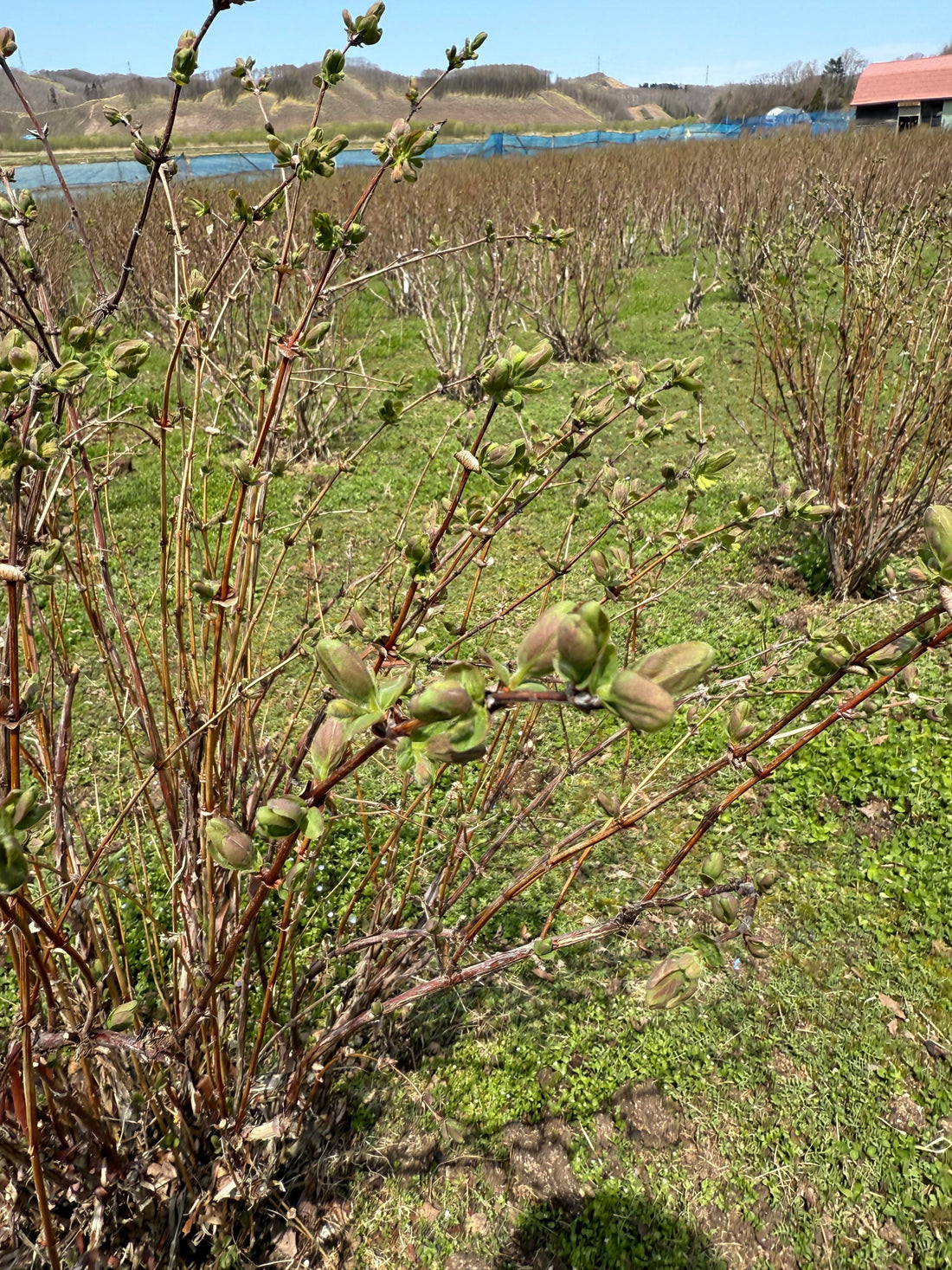 ハニーベリーの畑に吹く春風 〜一本一本に宿る物語〜