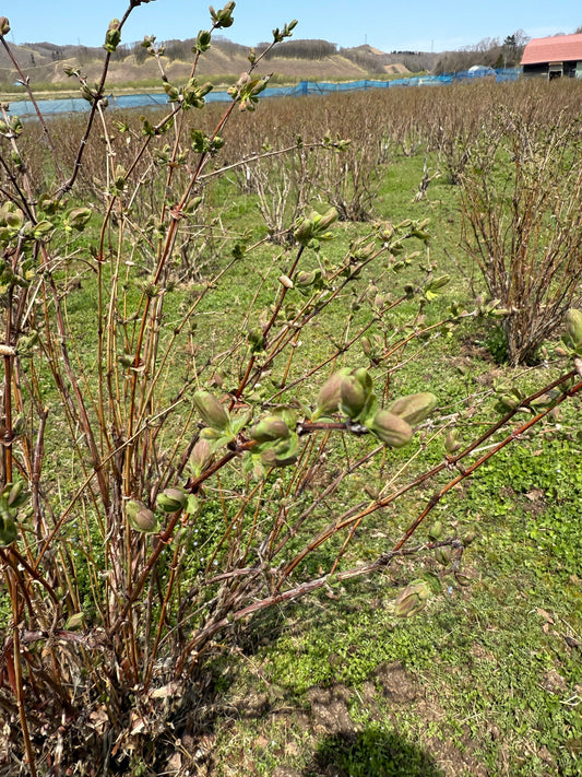 ハニーベリーの畑に吹く春風 〜一本一本に宿る物語〜