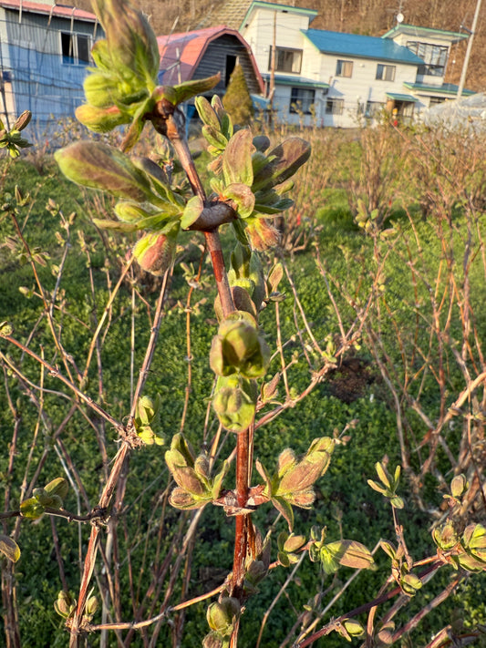 春の訪れとともに、今年もはじまるハスカップの季節