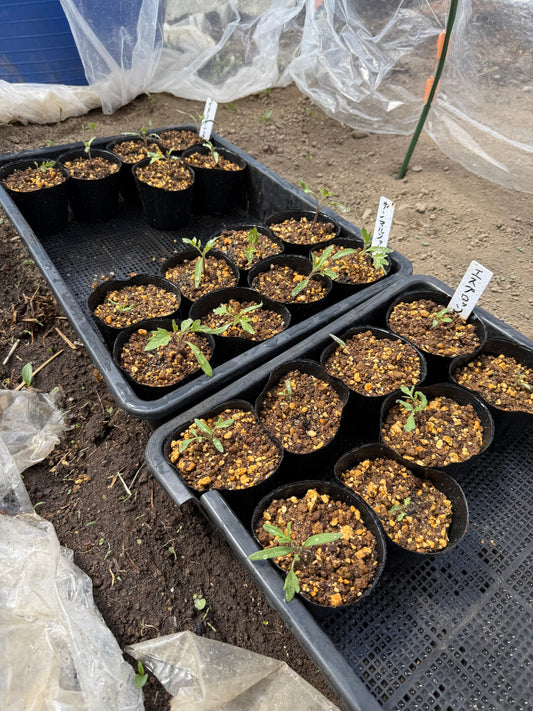 春の手仕事、イタリアントマトの苗づくり——湯たんぽから始まる物語