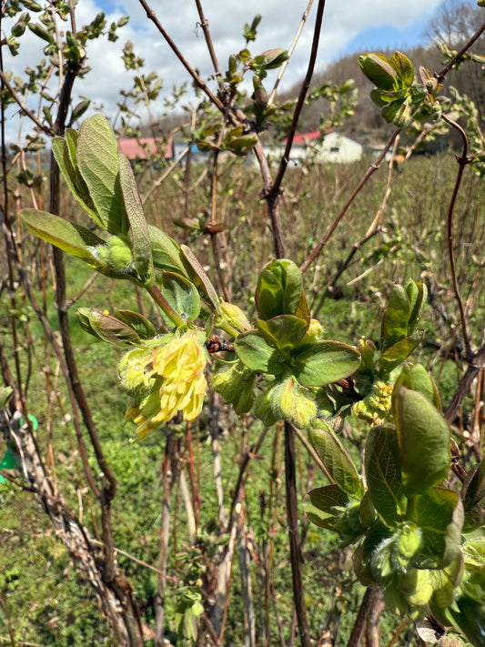 春の訪れとともに、開花宣言…？