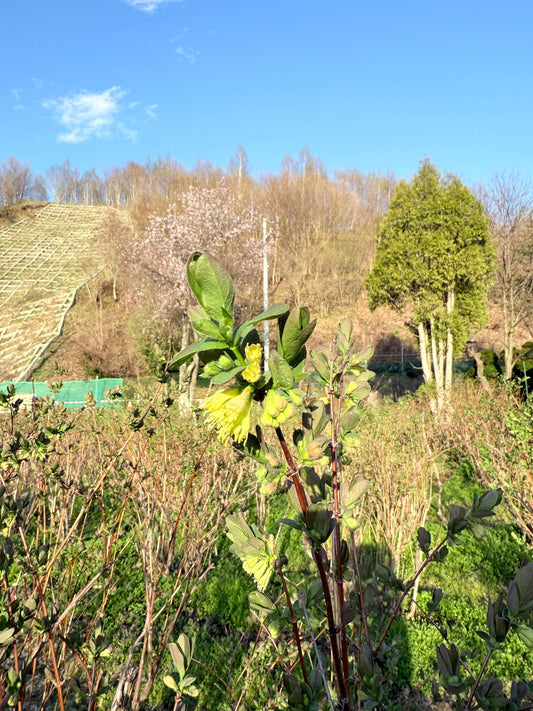 【春の便り】妖精のランタンが灯る季節〜ハニーベリー（ハスカップ）の花が咲き始めました〜